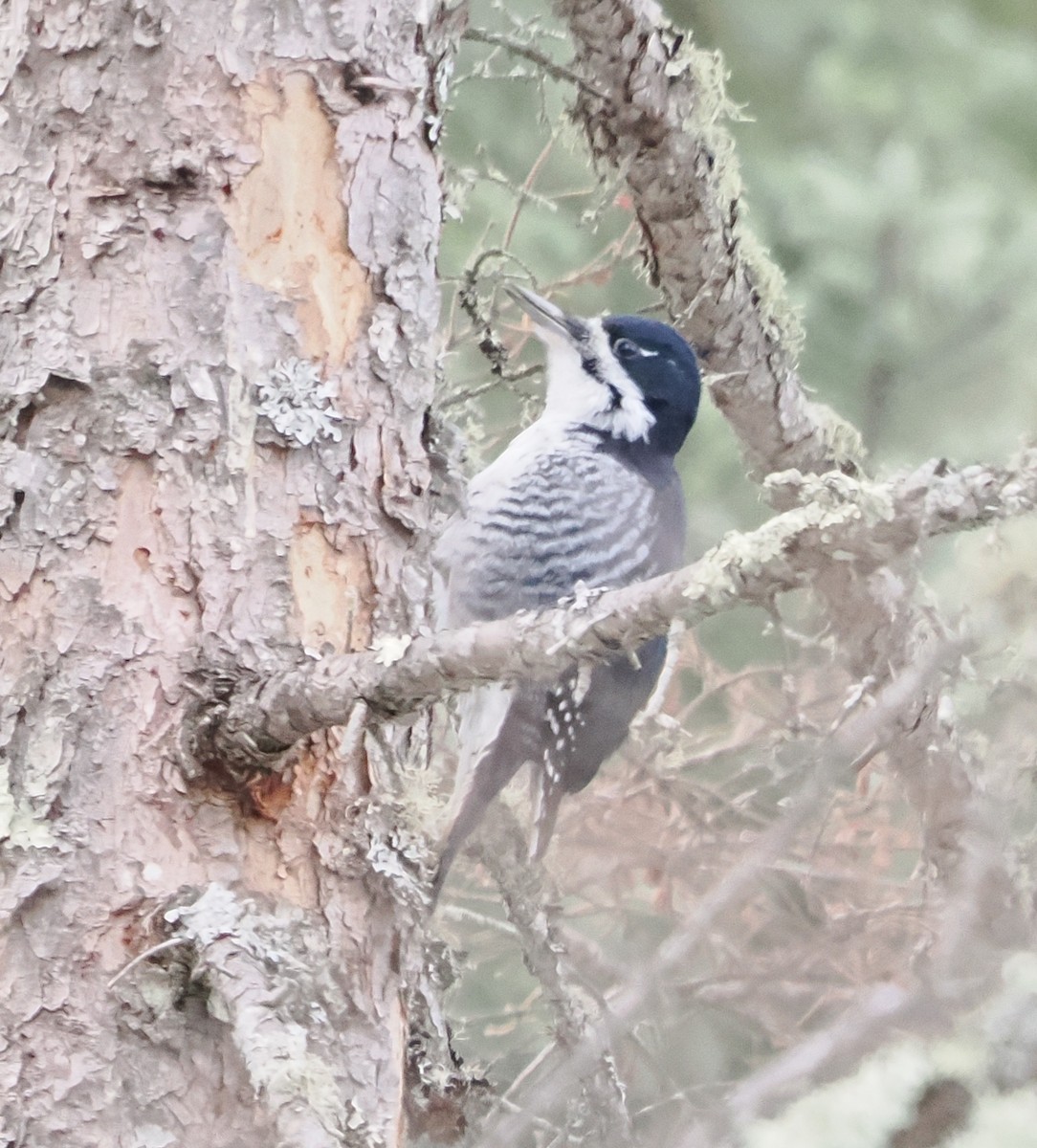 Black-backed Woodpecker - ML647647283