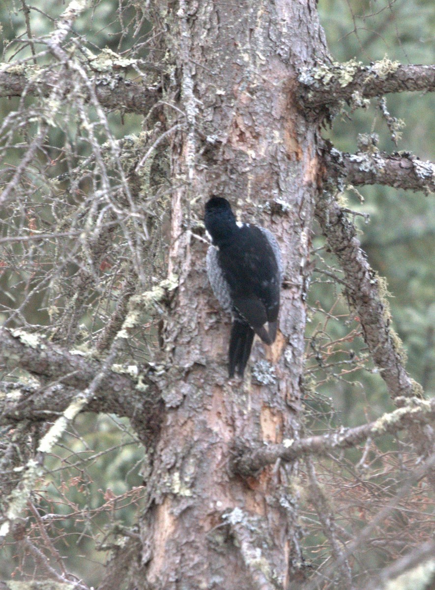 Black-backed Woodpecker - ML647647288