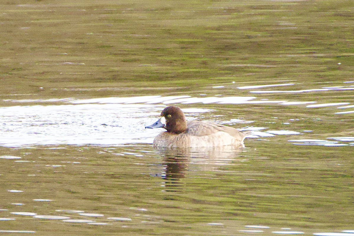 Морская чернеть - ML647647295