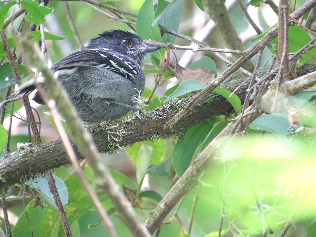 Variable Antshrike - ML647647305
