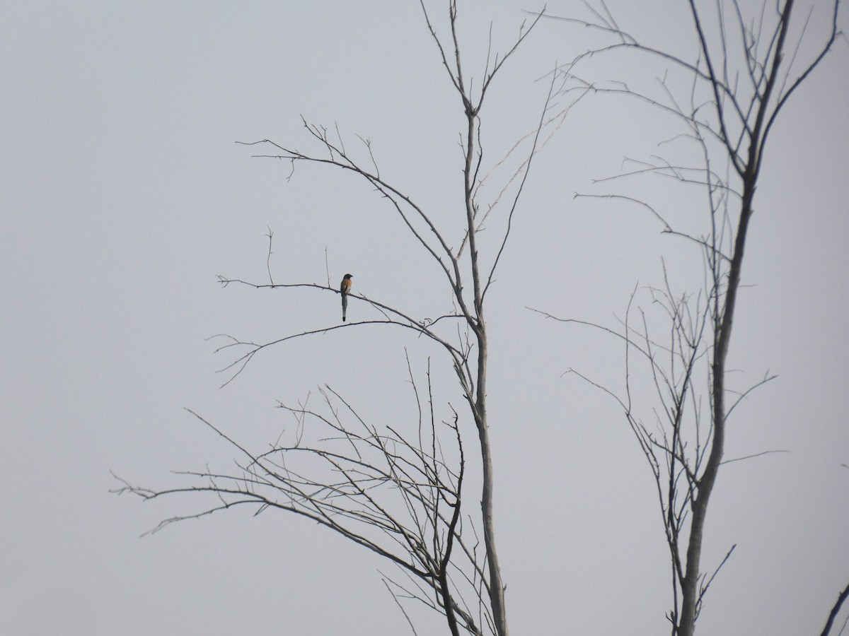 Rufous Treepie - ML647647308