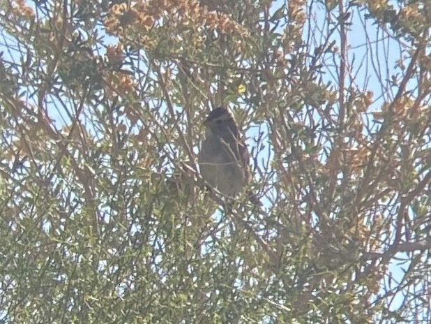 Dachsammer - ML647647309