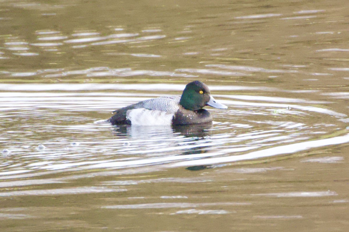 Морская чернеть - ML647647315