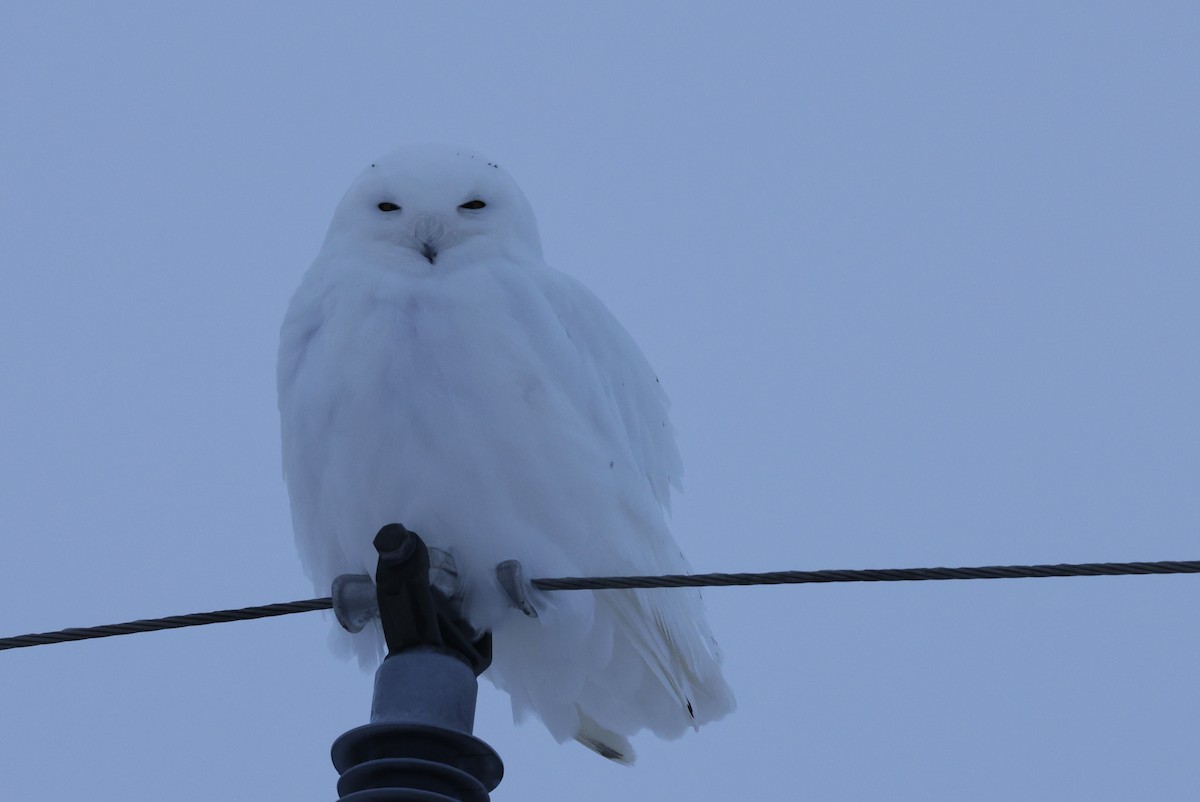 Snowy Owl - ML647647320