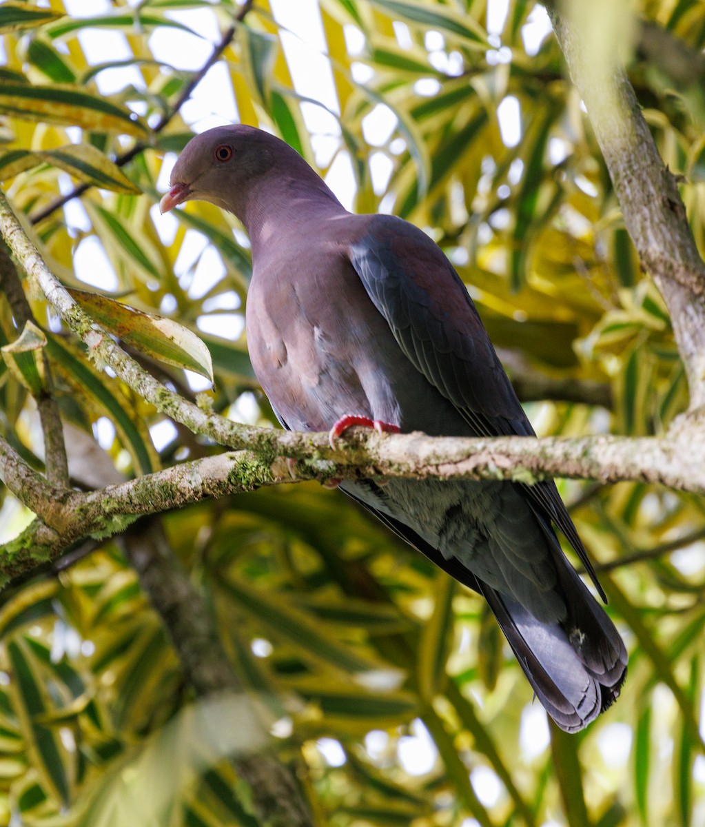 Rotschnabeltaube - ML647647324