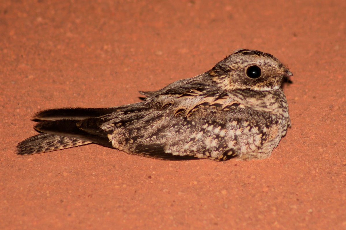 Spotted Nightjar - ML647647331