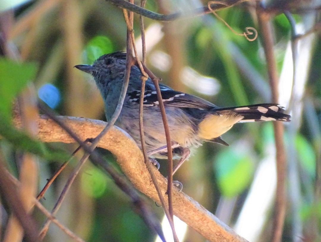 Variable Antshrike - ML647647340