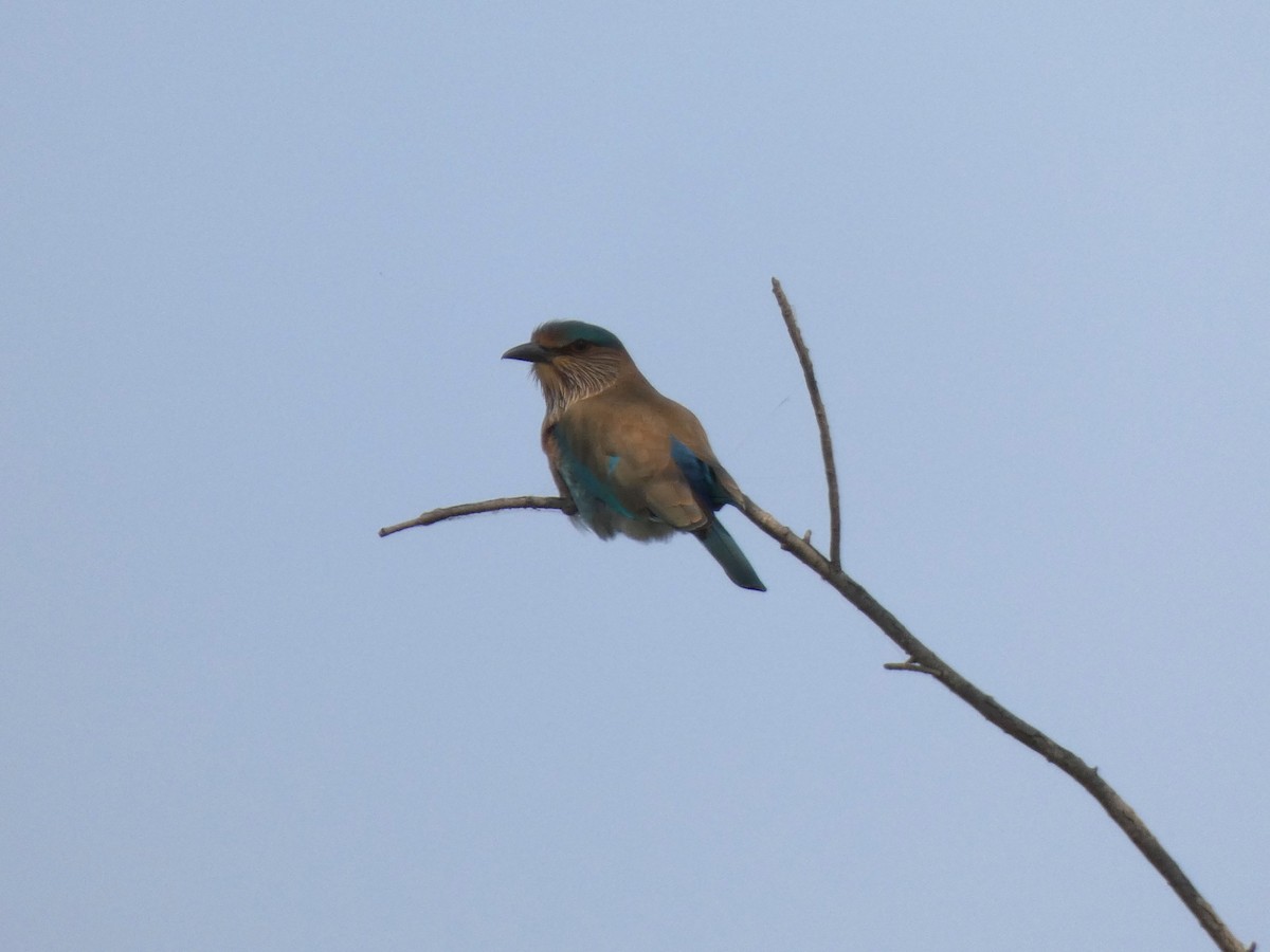 Indian Roller - ML647647349