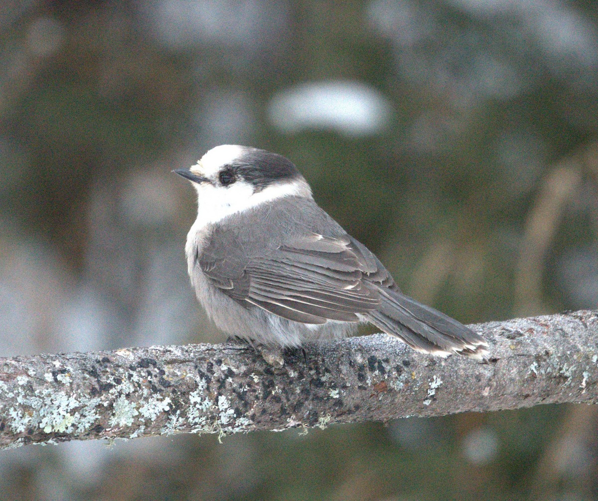 Canada Jay (Boreal) - ML647647354