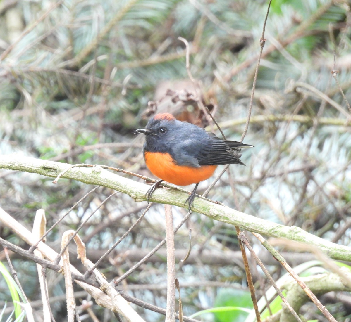 Slate-throated Redstart - ML647647355