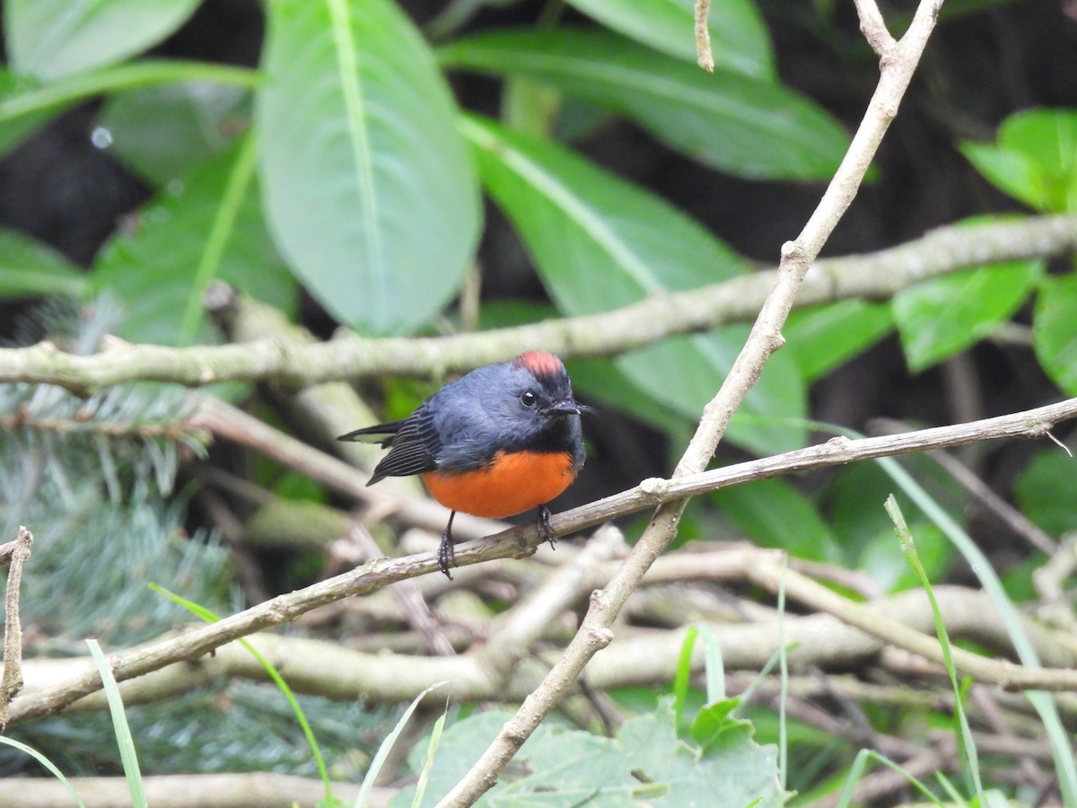 Slate-throated Redstart - ML647647356