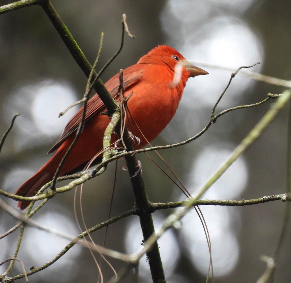 Summer Tanager - ML647647358