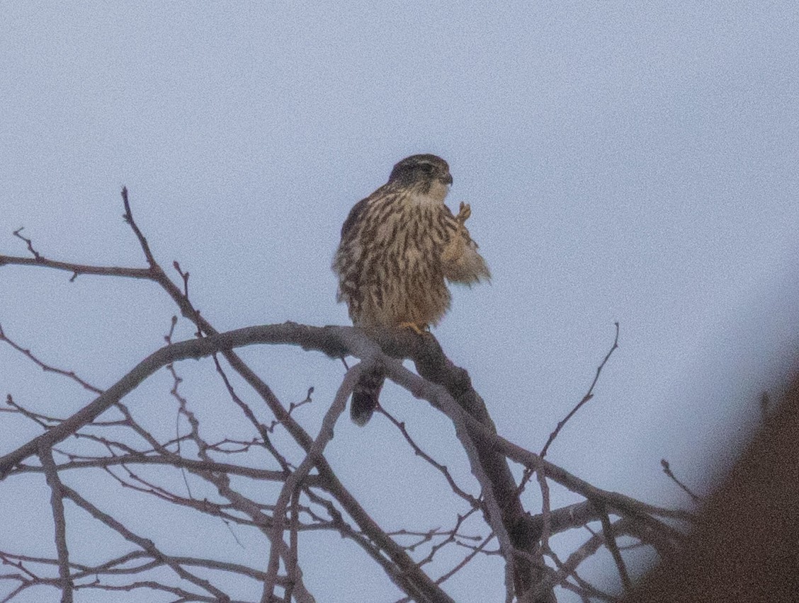 Merlin - ML647647359