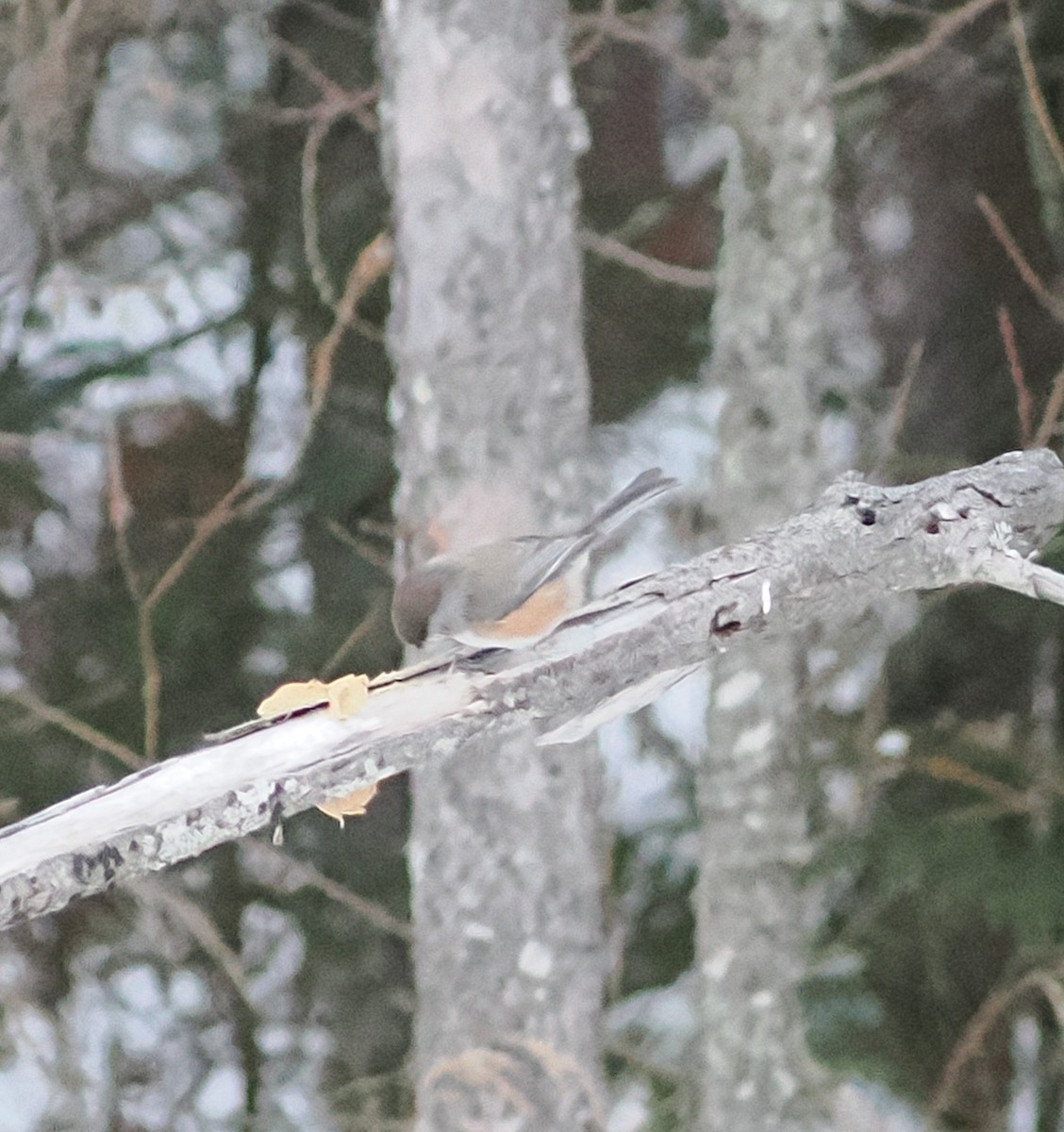 Boreal Chickadee - ML647647360