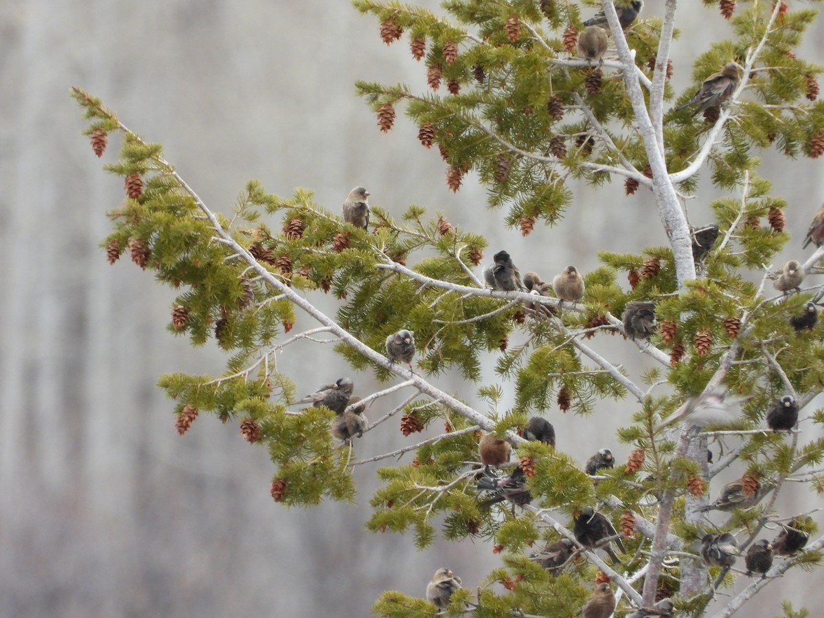 Black Rosy-Finch - ML647647363