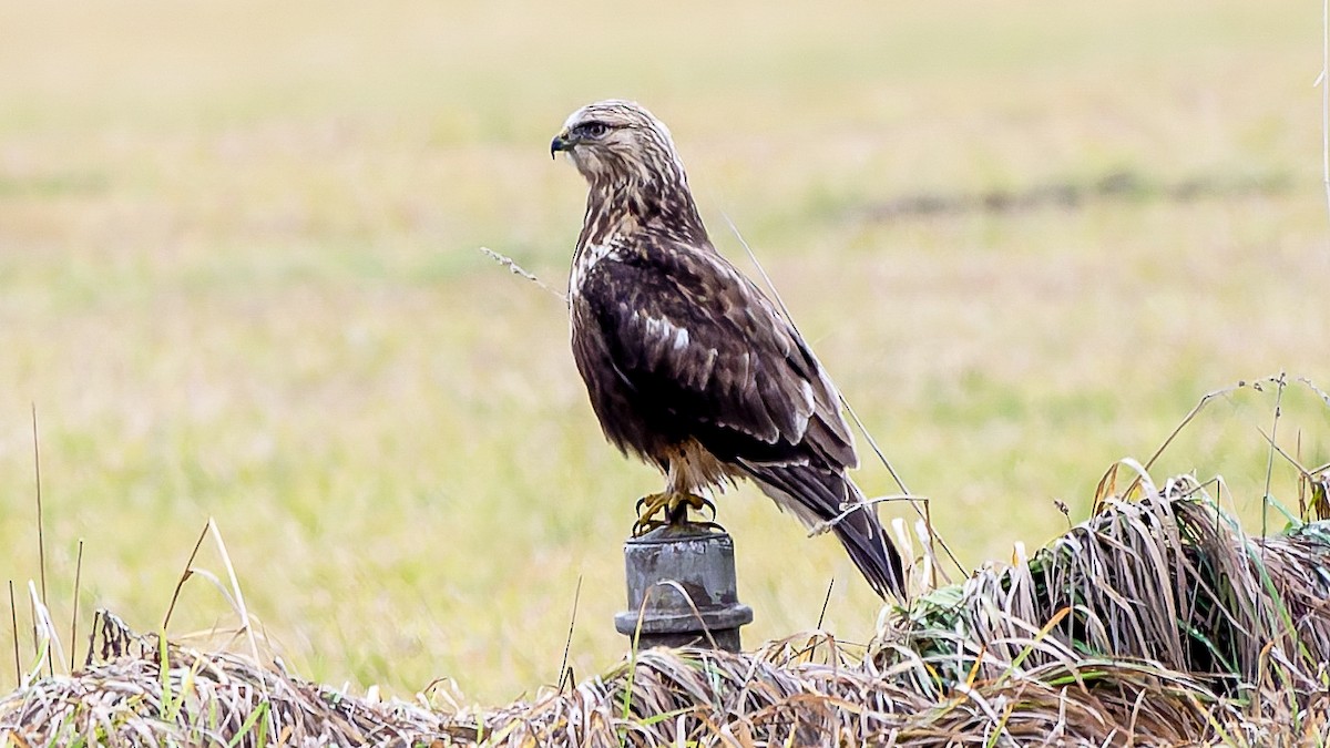 Rough-legged Hawk - ML647647364