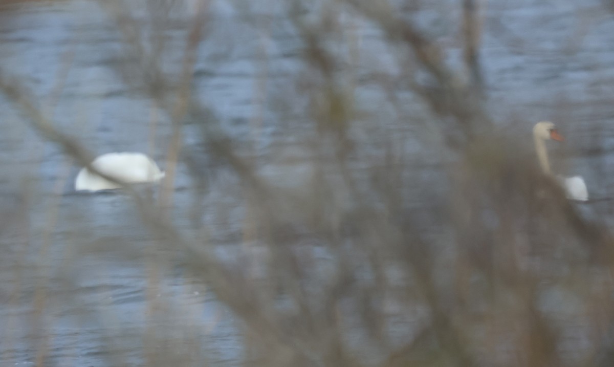 Mute Swan - ML647647366