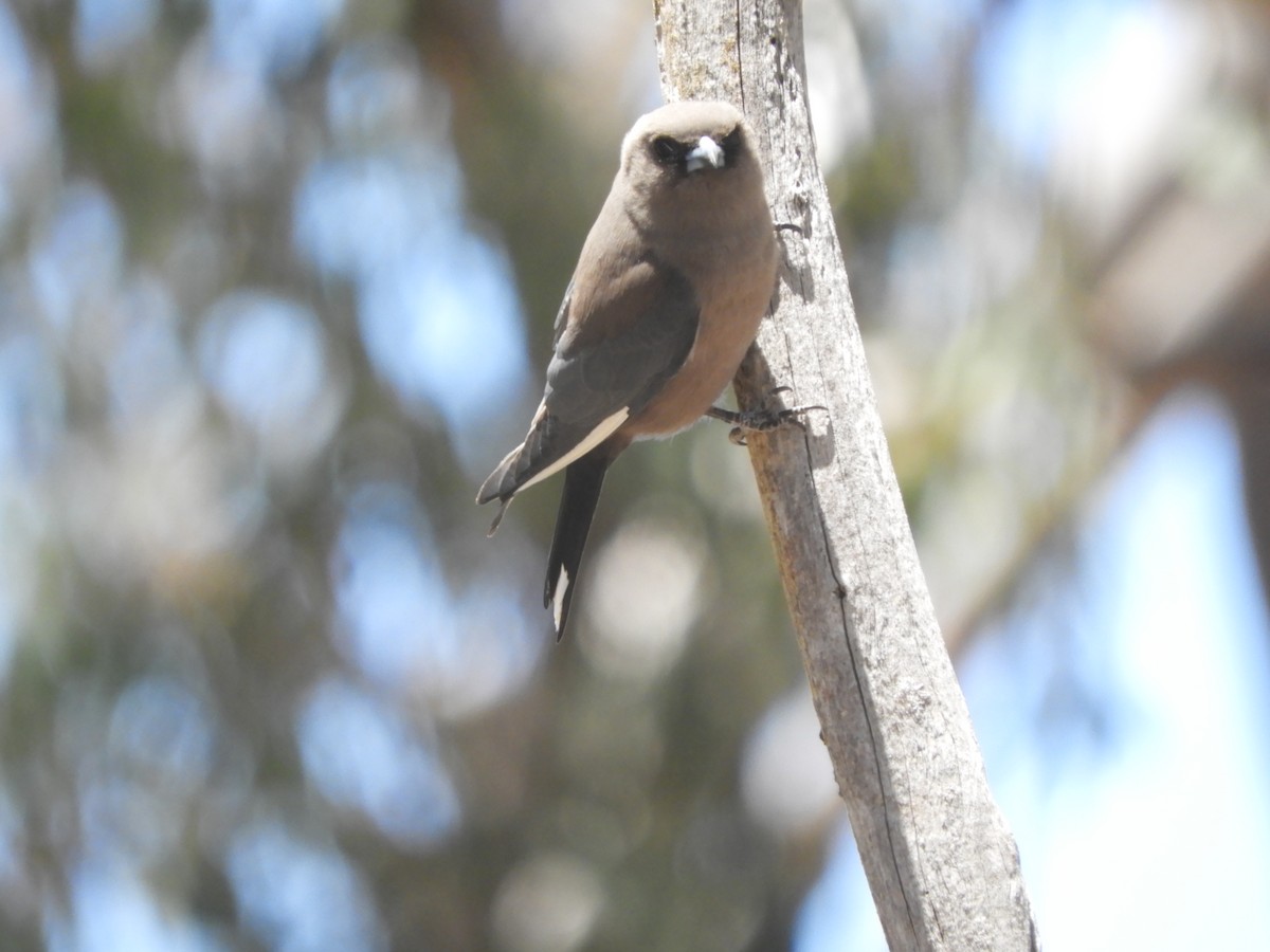 Dusky Woodswallow - ML647647367