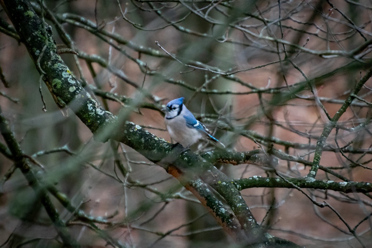 Blue Jay - ML647647368