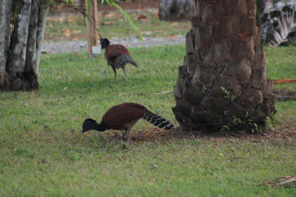Great Curassow - ML647647369
