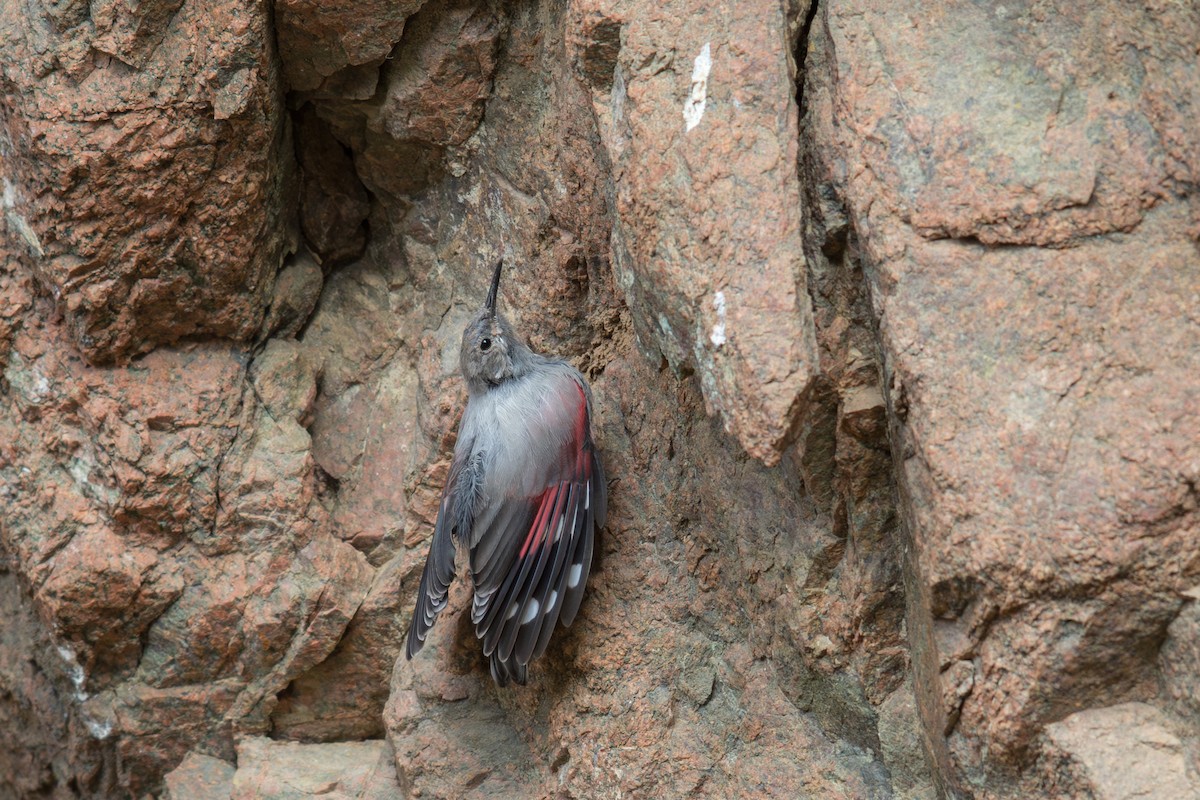 Wallcreeper - ML647647370