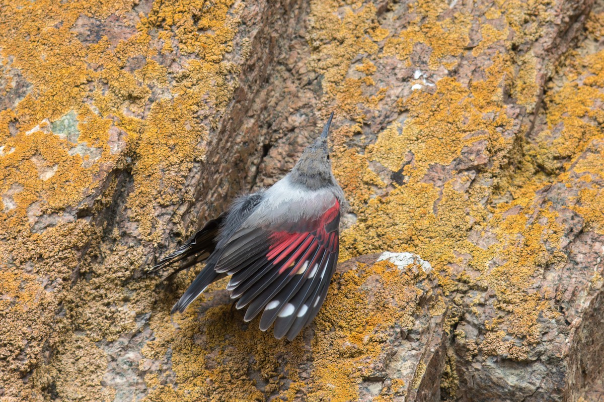Wallcreeper - ML647647371