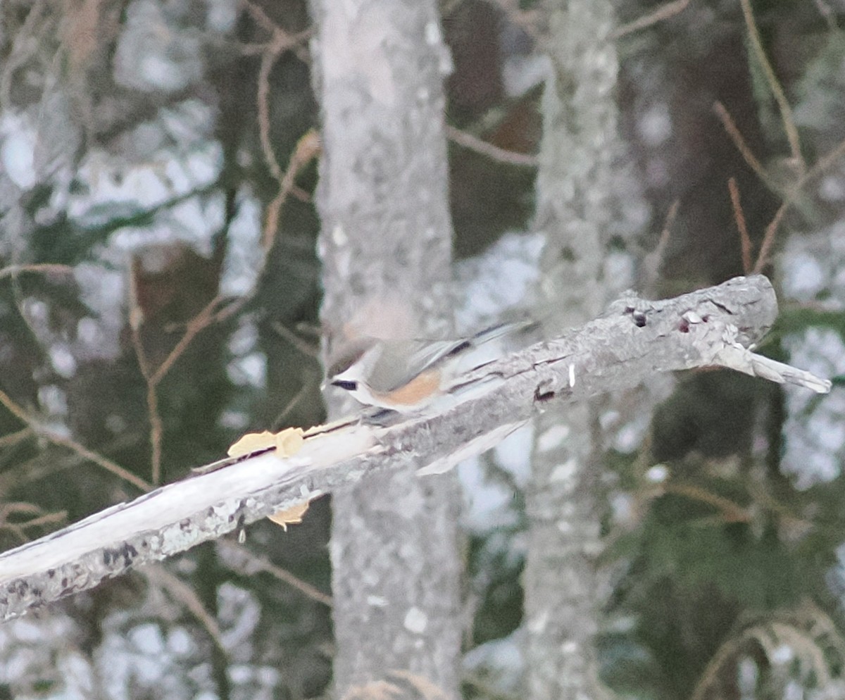 Boreal Chickadee - ML647647372