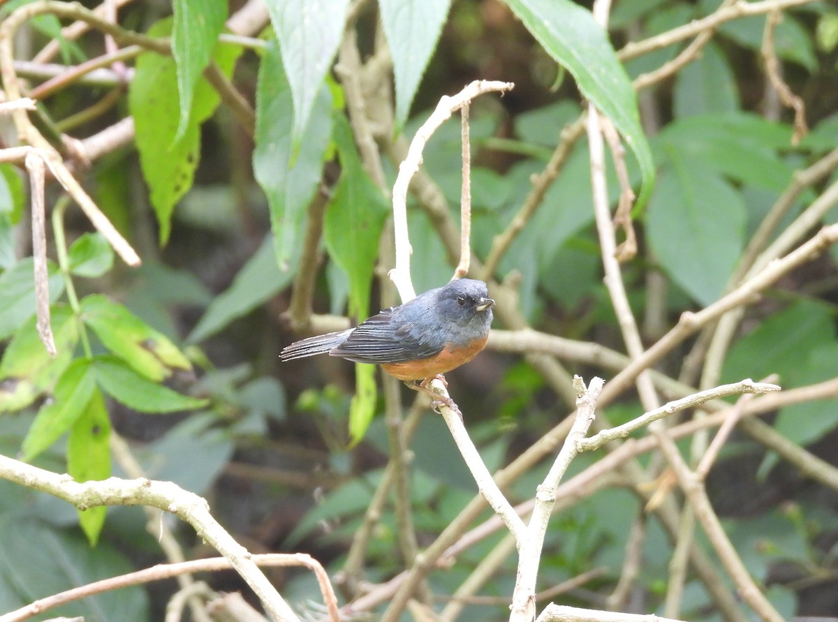 Cinnamon-bellied Flowerpiercer - ML647647373