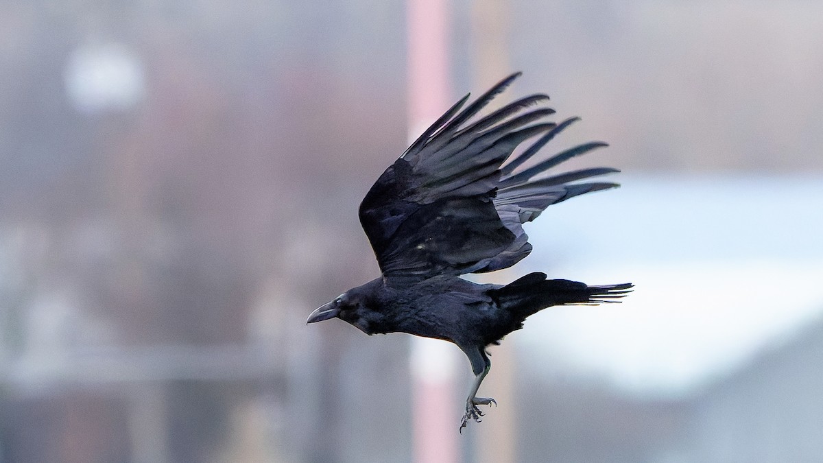 Common Raven - ML647647374