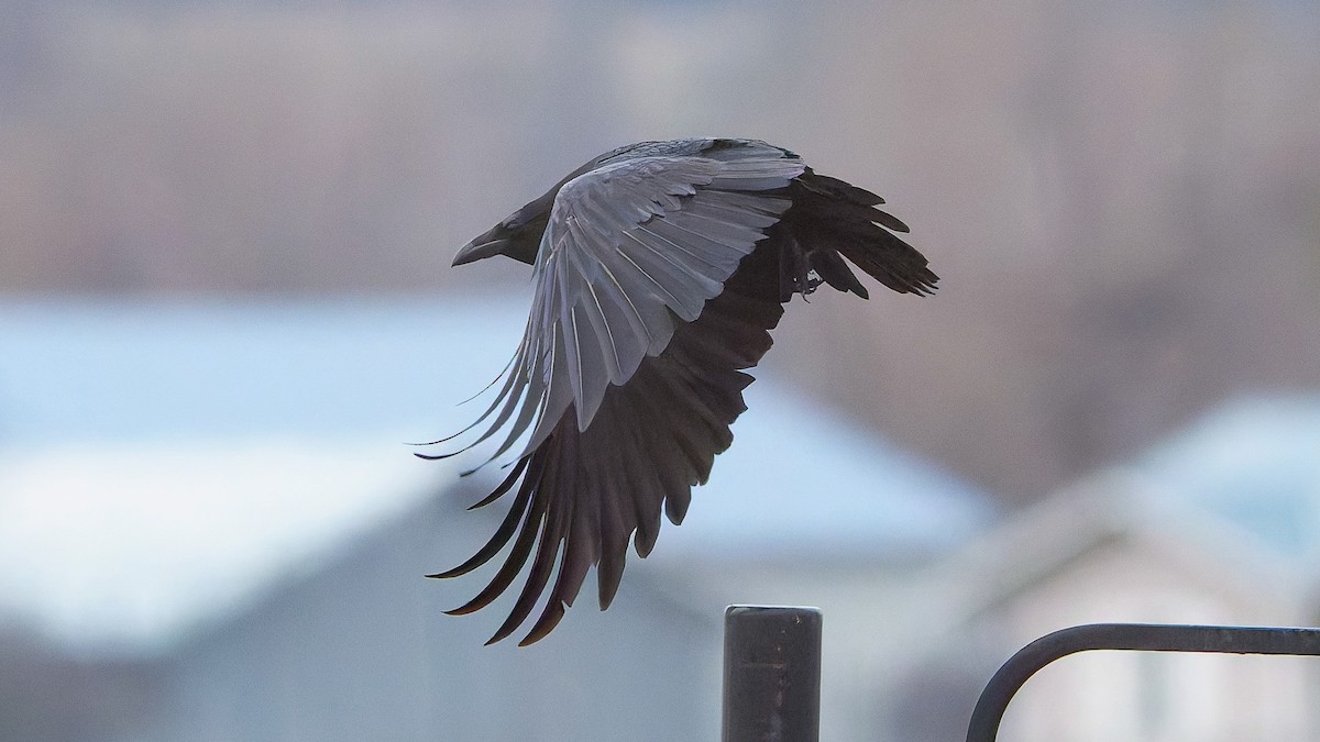 Common Raven - ML647647375