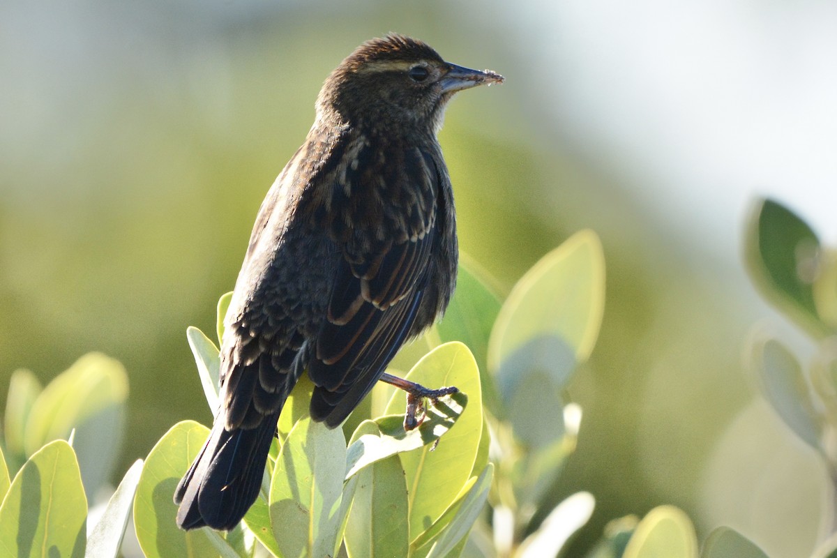 Red-winged Blackbird - ML647647376