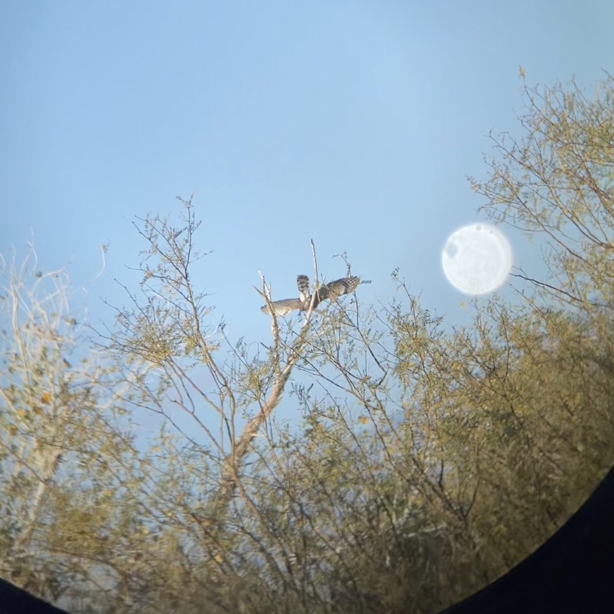 Sharp-shinned Hawk - ML647647377