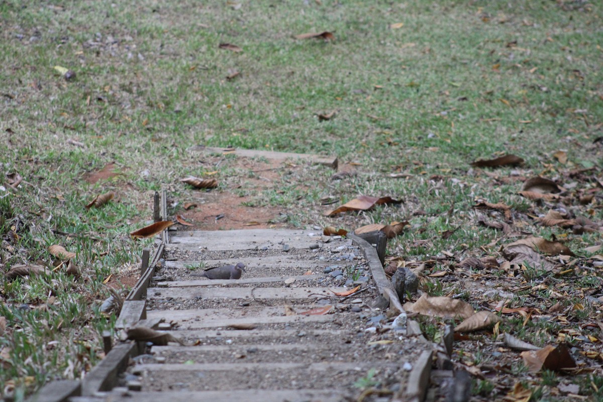 White-tipped Dove - ML647647378