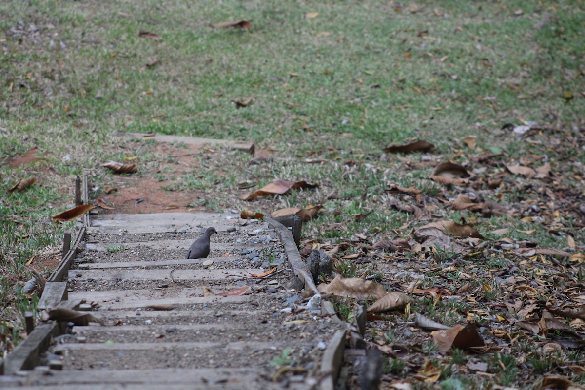 White-tipped Dove - ML647647379