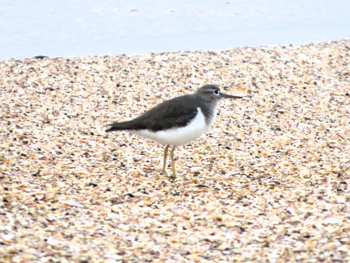 Spotted Sandpiper - ML647647380