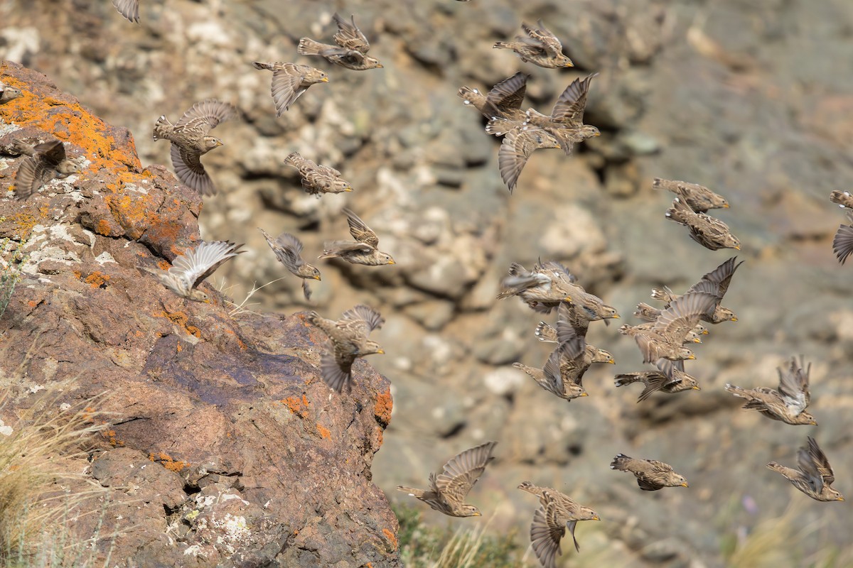 Rock Sparrow - ML647647381