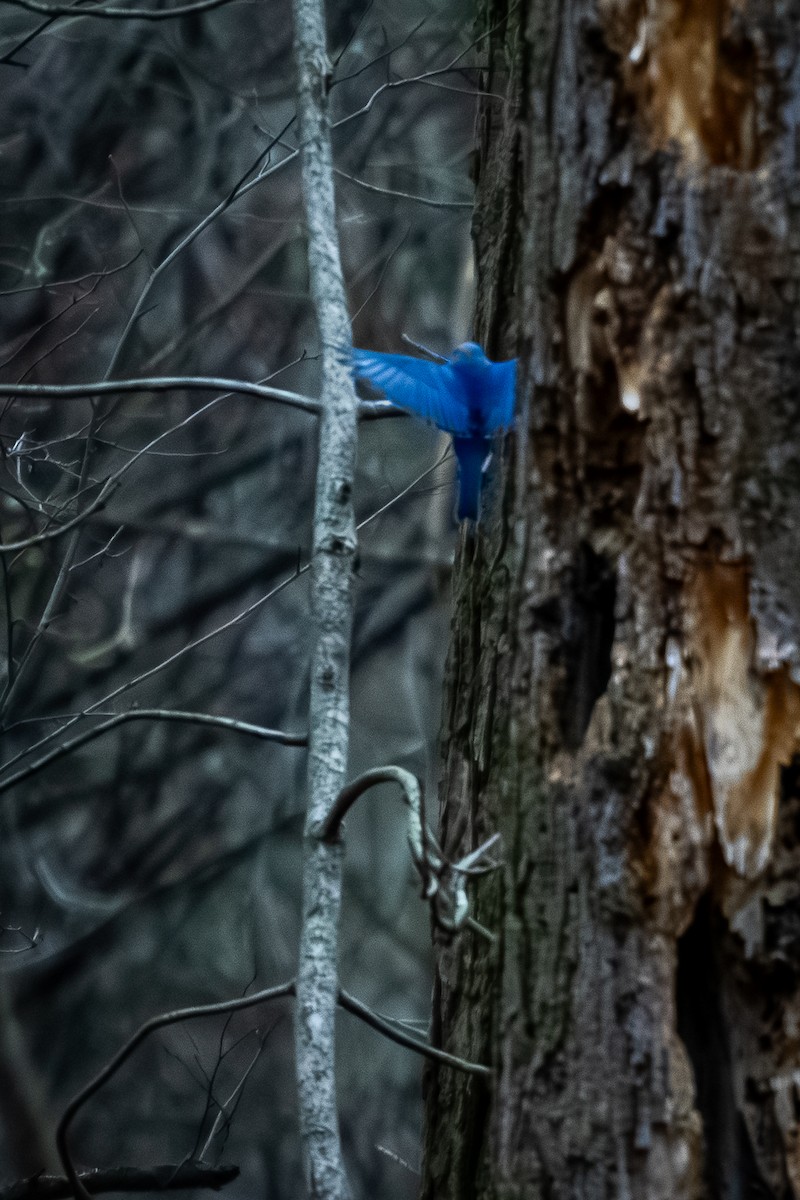 Eastern Bluebird - ML647647383