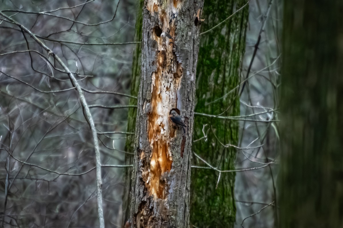 Eastern Bluebird - ML647647384