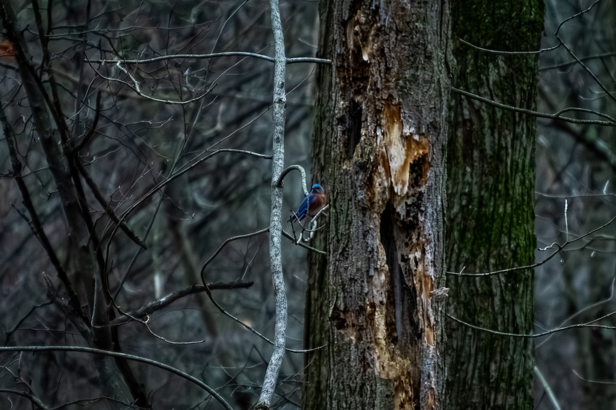 Eastern Bluebird - ML647647385