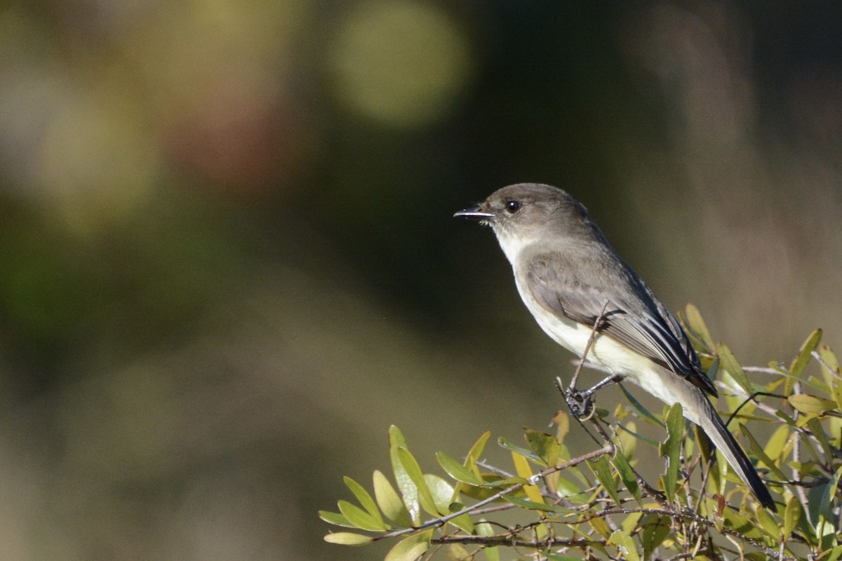 Eastern Phoebe - ML647647386