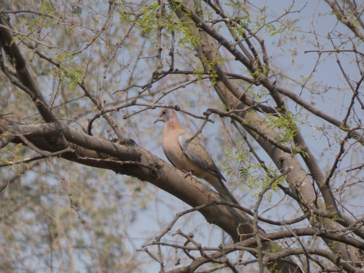 Laughing Dove - ML647647387