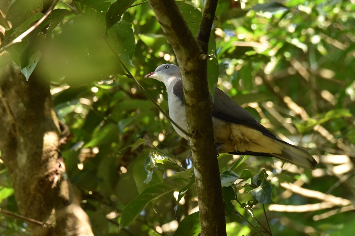 Dağ Has Güvercini - ML647647394