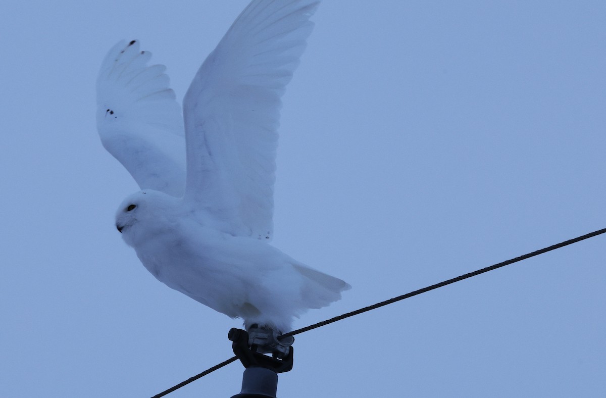 Snowy Owl - ML647647398