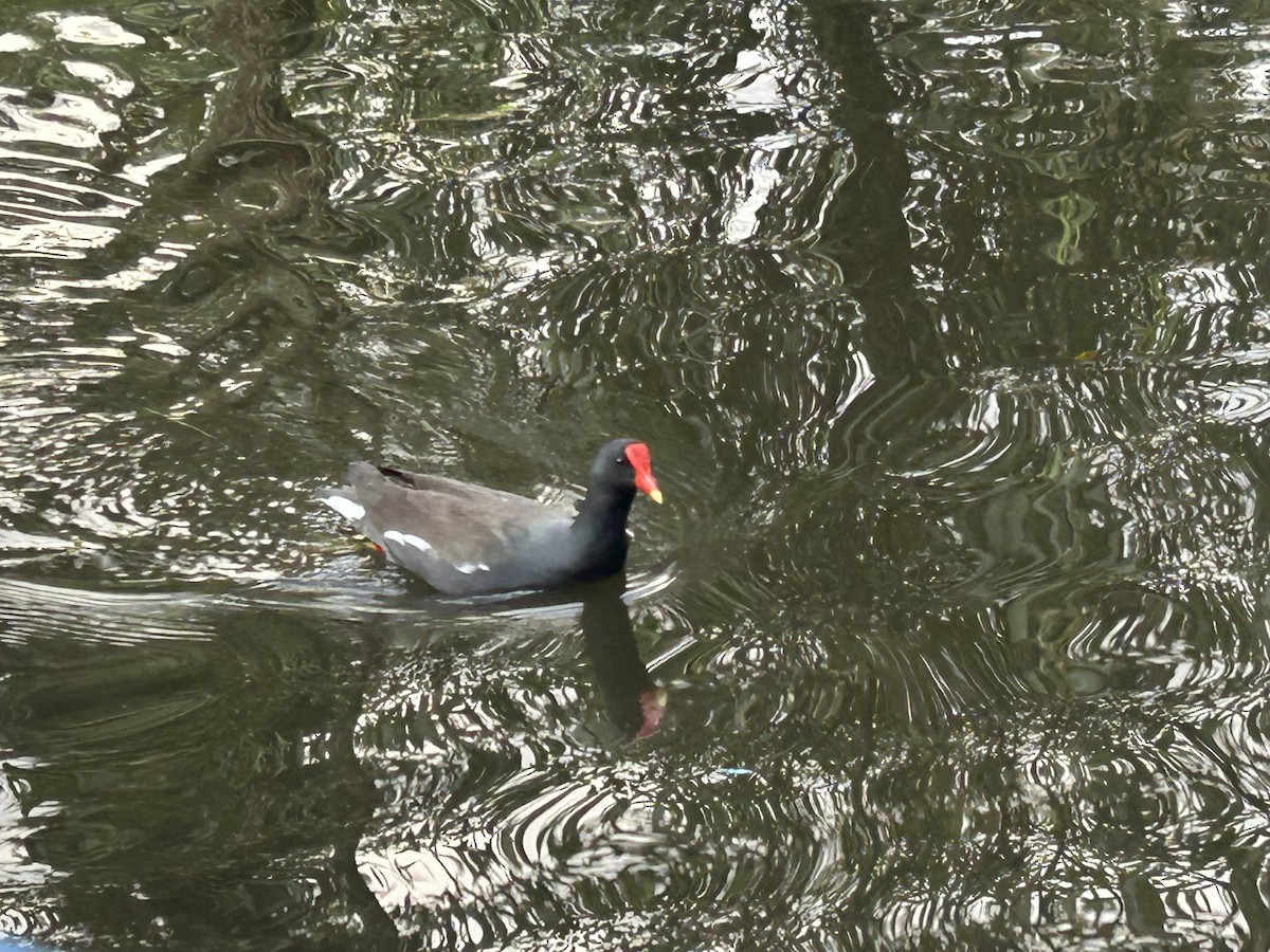 Amerika Sutavuğu - ML647647401