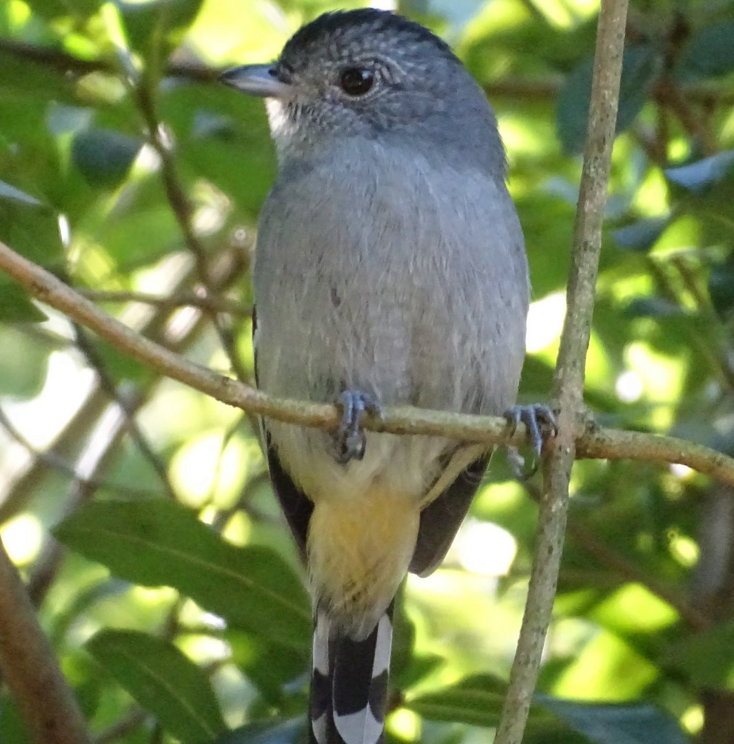 Variable Antshrike - ML647647402