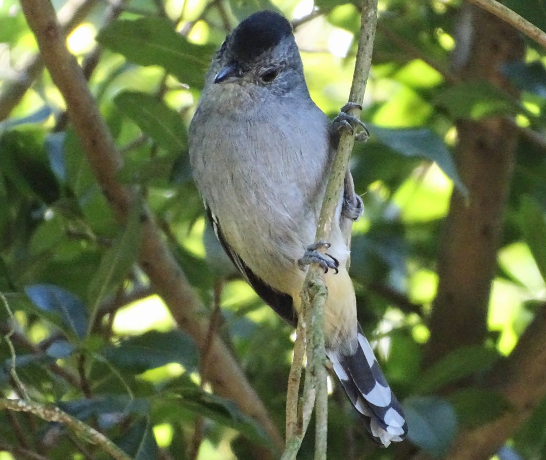 Variable Antshrike - ML647647403