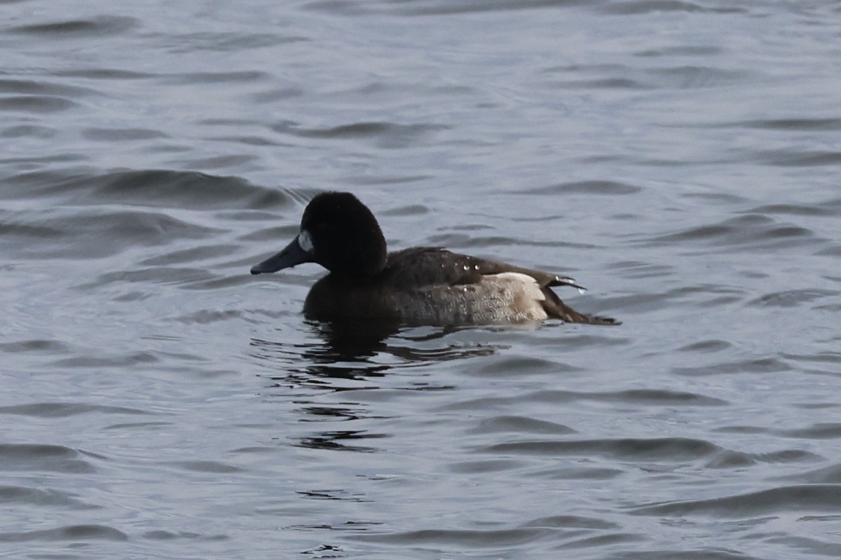 Морская чернеть - ML647647415