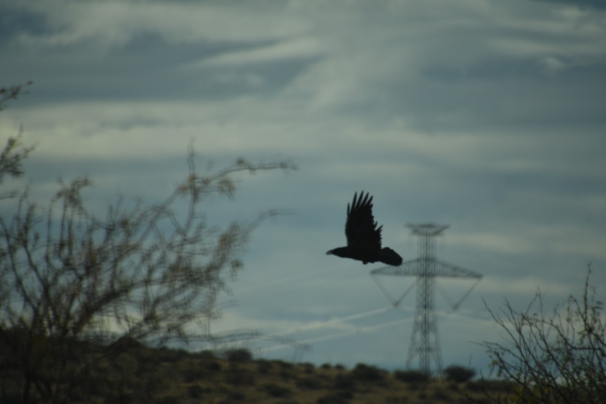 עורב שחור - ML647647417