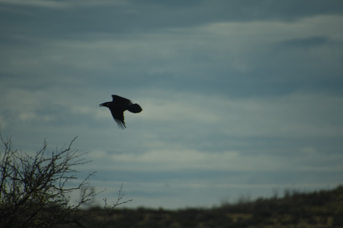 עורב שחור - ML647647418