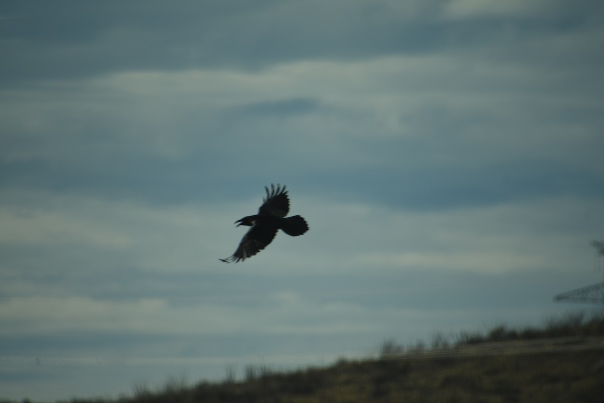 עורב שחור - ML647647419